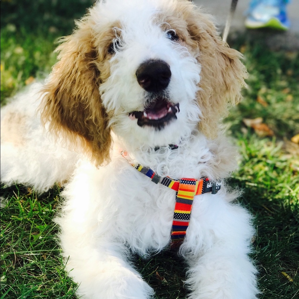 Meet your Posher, Taylor